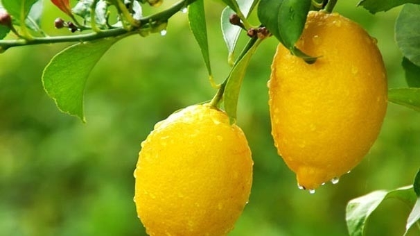 LİMONLA YAPACAĞINIZ BU TEST SİZİ HAYRETE DÜŞÜRECEK! galerisi resim 7