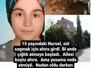 Adana Yüreğir’de Ceyran Etti