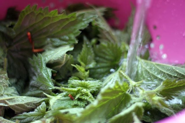 BU BİTKİLER NİKOTİNİ VÜCUTTAN TEMİZLİYOR.. galerisi resim 17