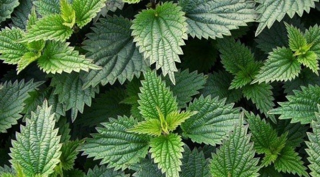 BU BİTKİLER NİKOTİNİ VÜCUTTAN TEMİZLİYOR.. galerisi resim 3