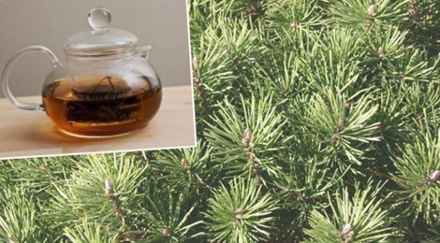 BU BİTKİLER NİKOTİNİ VÜCUTTAN TEMİZLİYOR.. galerisi resim 5