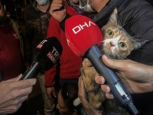 Bir türlü laftan anlamaz kedi