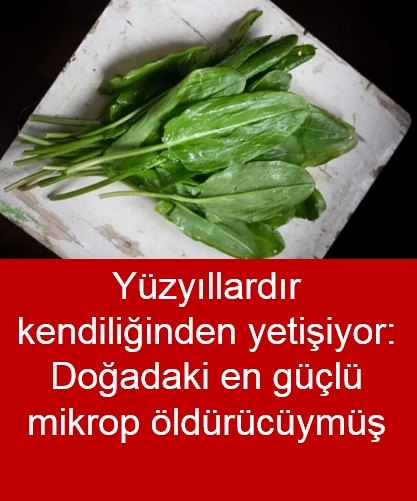 Doğadaki en güçlü bitki galerisi resim 1