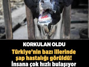 Korkulan oldu Türkiye’de ilk şap hastalığı görüldü!