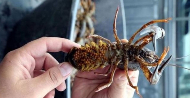 Mutasyona uğrayan hayvan hızla dünyaya yayılıyor galerisi resim 2