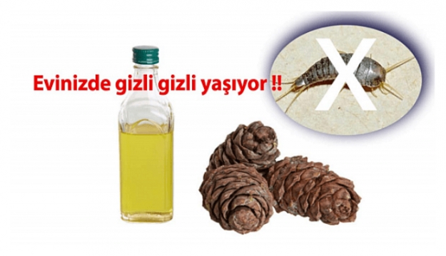 EVDEKİ BÖCEKLERDEN KURTULMANIN DOĞAL YOLU... galerisi resim 2