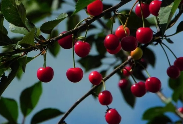 Etten 20 kat fazla demir içeriyor! galerisi resim 5