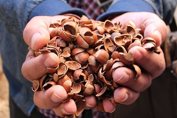 Fındık Kabuğundaki Sır galerisi resim 1