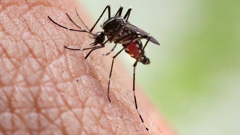 Sineklerden Tamamen Kurtulun galerisi resim 4