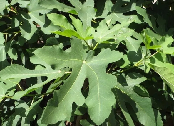 Doğadaki en güçlü doğal insülin! galerisi resim 4