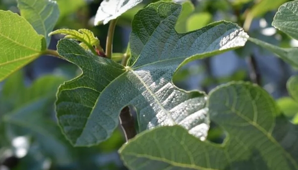 Doğadaki en güçlü doğal insülin! galerisi resim 5