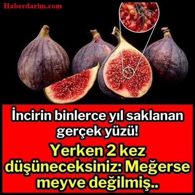 İncir hakkında sır gibi bilgiler… galerisi resim 1