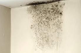 Duvar Küfleri 2 Malzemeyle Nasıl Temizlenir? galerisi resim 5