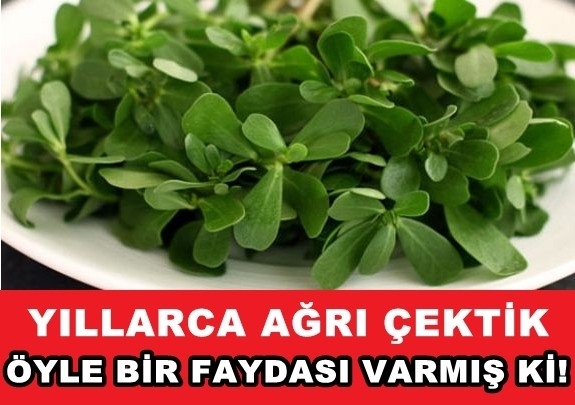 Bu Bitki Sayesinde Ağrılarınız Son Bulacak galerisi resim 1