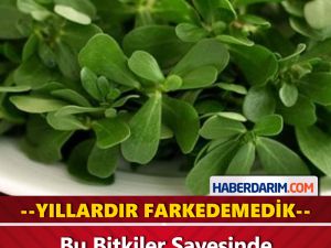 Bu Bitki Sayesinde Ağrılarınız Son Bulacak