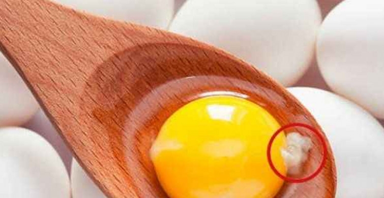 Yumurtanın içindeki ipliğe benzer beyaz şey nedir? galerisi resim 2