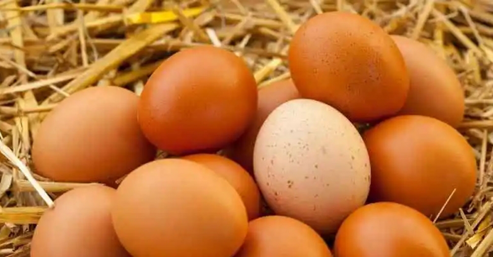 Yumurtanın içindeki ipliğe benzer beyaz şey nedir? galerisi resim 6