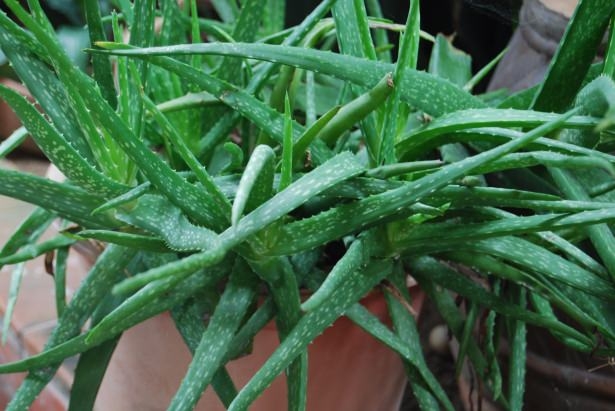 Makyaj Temizlemenin Doğal Yolları galerisi resim 19