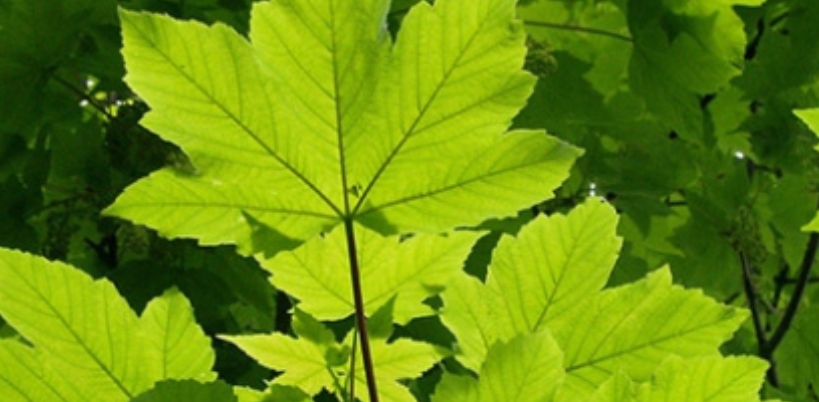 KEMİK AĞRISI ÇEKENLERE MÜ'JDE galerisi resim 3