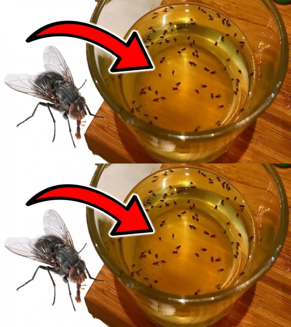 Artık evinizde sinek görmeyeceksiniz. galerisi resim 1