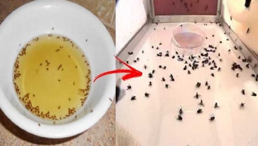 Artık evinizde sinek görmeyeceksiniz. galerisi resim 2