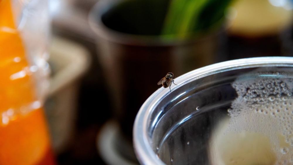 Artık evinizde sinek görmeyeceksiniz. galerisi resim 4