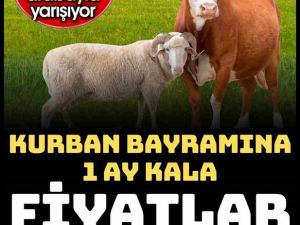 Bayrama 1,5 ay kala kurbanlık fiyatları netleşti.