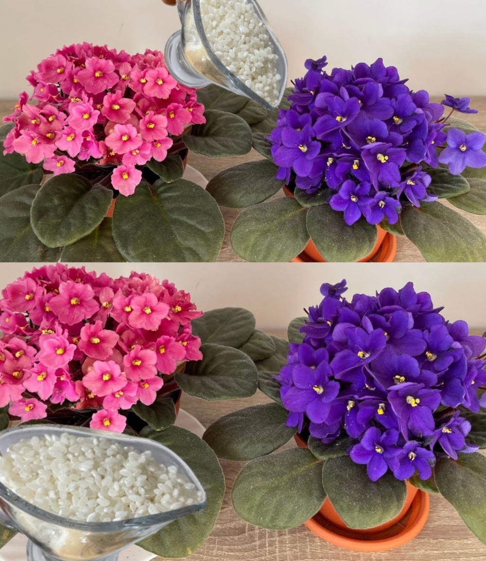 Muhteşem çiçeklerin keyfini çıkarın galerisi resim 1