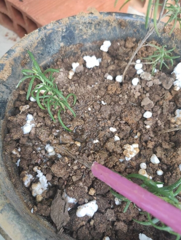 Biberiye nasıl çoğaltılır galerisi resim 4