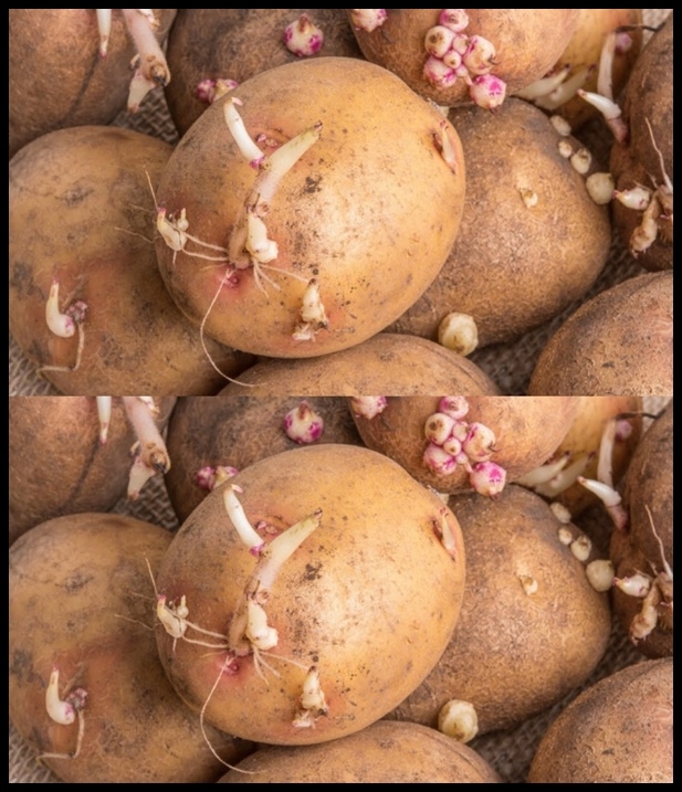 Patates: nasıl filizlenmez galerisi resim 1