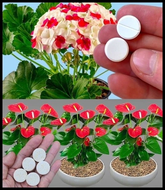 HİÇ GÖRMEDİĞİNİZ KADAR ÇİÇEK AÇACAK galerisi resim 1