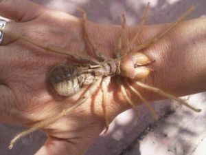 ÇEVRENİZDEKİLERİ MUTLAKA UYARIN! BULUNDUĞU İLLER ...