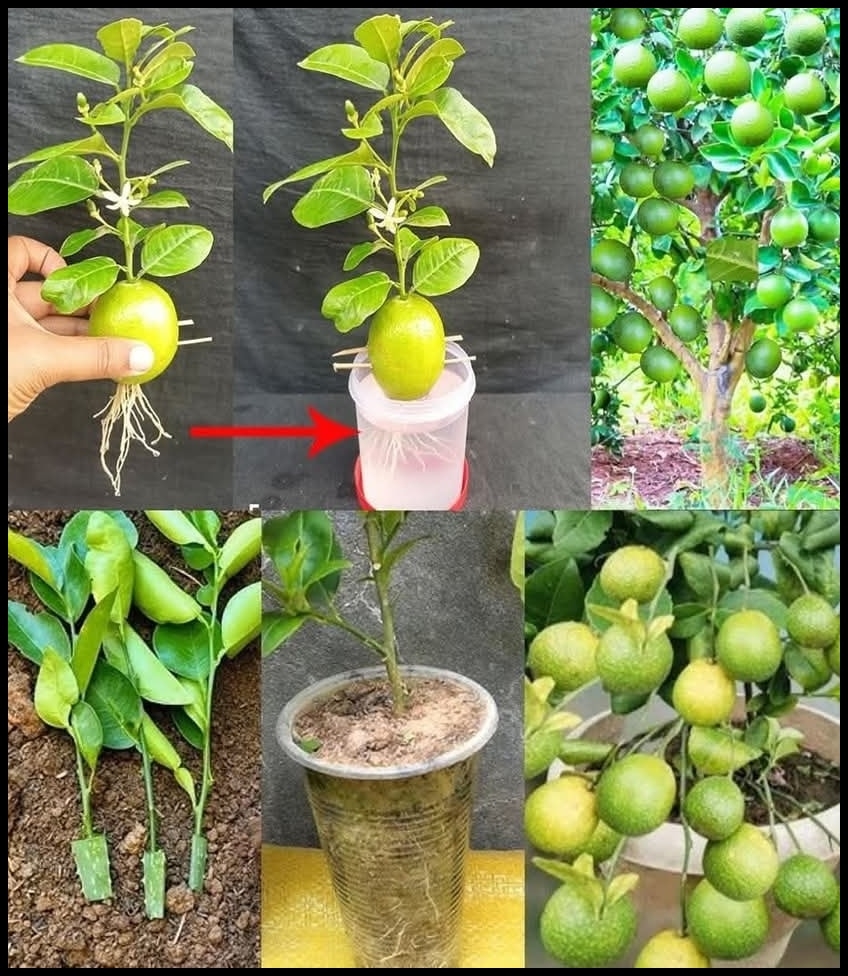 30 GÜNDE LİMON YETİŞTİRMENİN SIRRI galerisi resim 1