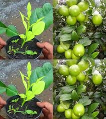 30 GÜNDE LİMON YETİŞTİRMENİN SIRRI galerisi resim 4