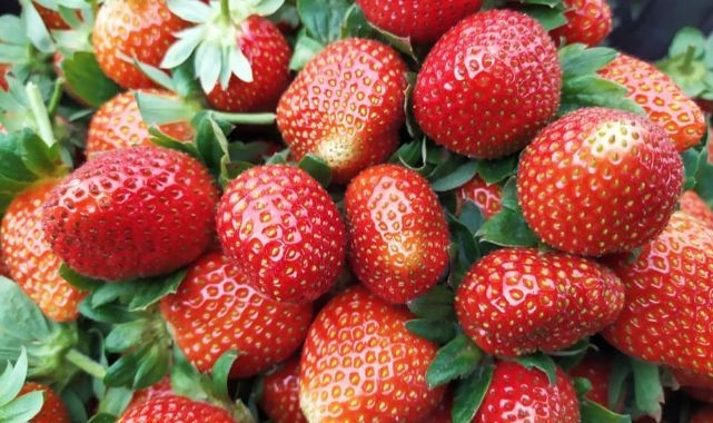 Çilek, süpermarkete para atmayın: evde veya bahçede nasıl yetiştirilir galerisi resim 2