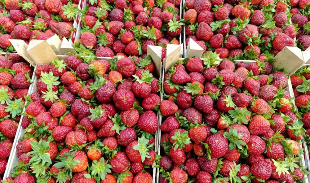 Çilek, süpermarkete para atmayın: evde veya bahçede nasıl yetiştirilir galerisi resim 4