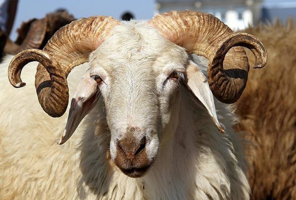 Kurban Fiyatları Açıklandı! galerisi resim 1