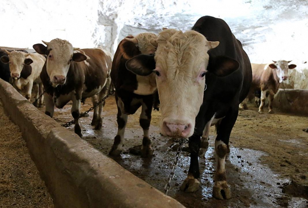 Kurban Fiyatları Açıklandı! galerisi resim 2