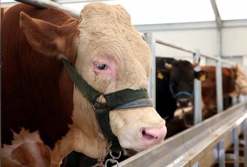 Kurban Fiyatları Açıklandı! galerisi resim 3