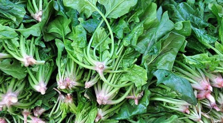 Hastalıkların kökünü kurutuyor! galerisi resim 2