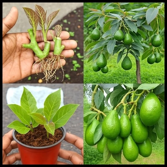 Evde Avakado Çimlendir galerisi resim 1