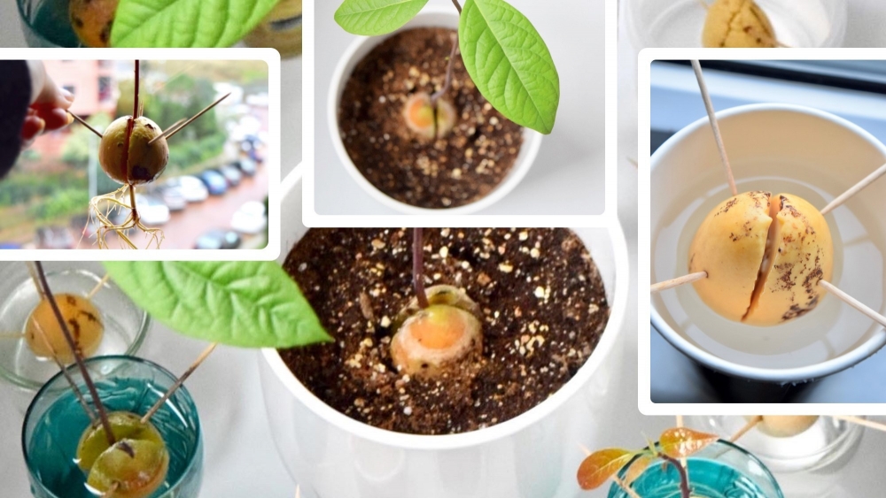 Evde Avakado Çimlendir galerisi resim 3