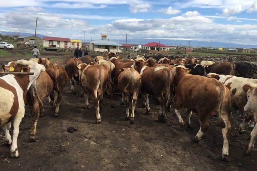 81 İlde Yasaklandı galerisi resim 2