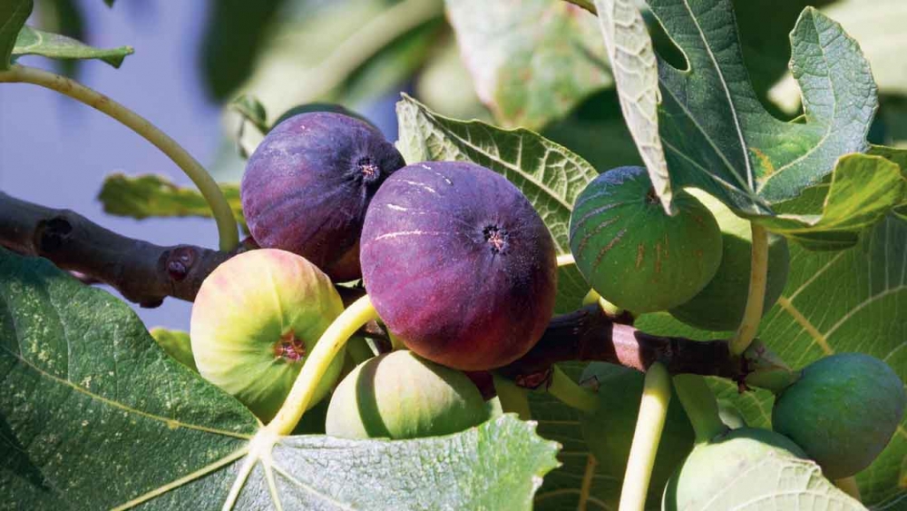 İnncir yerken iki defa düşünün galerisi resim 2