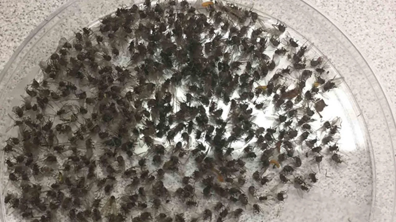 Sineklerden Kurtulmanın Kesin Çözümü galerisi resim 2