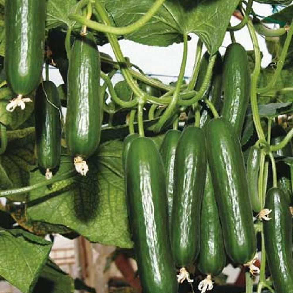 Bahçenizde yemyeşil olacak ve hasatınız katlayacak.. galerisi resim 2