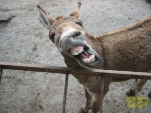 Amerikalı Eşek Hikayesi :)