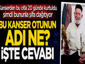 Kanseri 20 günde iyileştiren otun adı ne? İşte cevabı