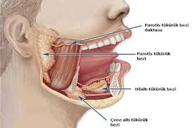 Uyurken ağzınız sulanıyorsa, galerisi resim 2