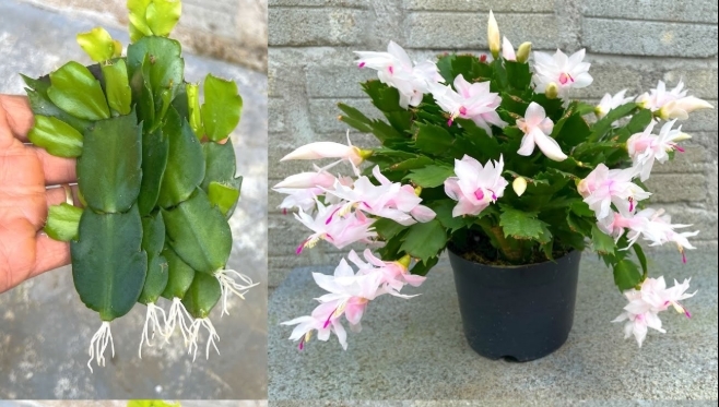 Yılbaşı çiçeğinize bunu yaparsanız aylarca çiçek açar ve coşar galerisi resim 2